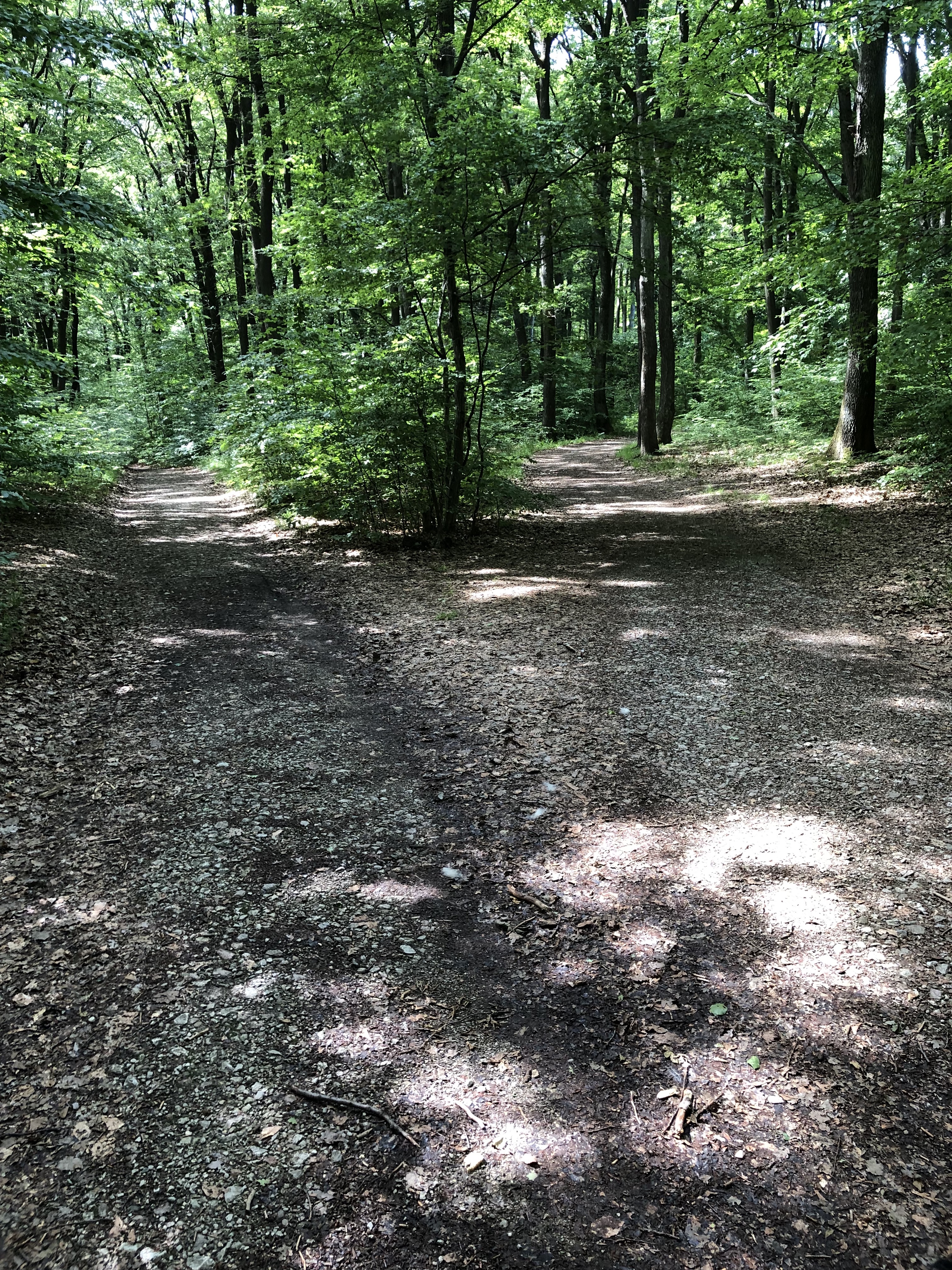 Ein friedlicher Waldweg
